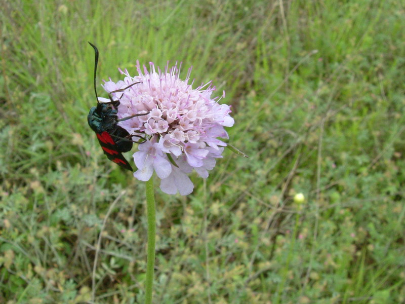 Fiori di greto 7 - Scabiosa sp.
